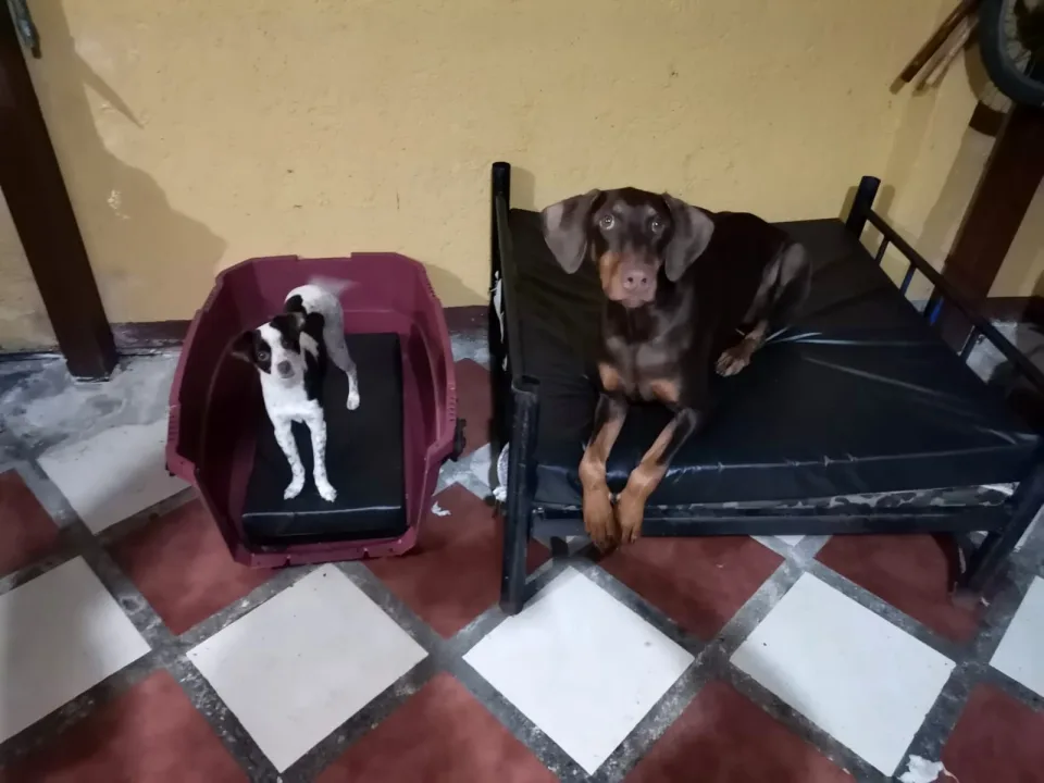 Mascotas